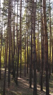 Vertical Video of a Forest in an Autumn Day