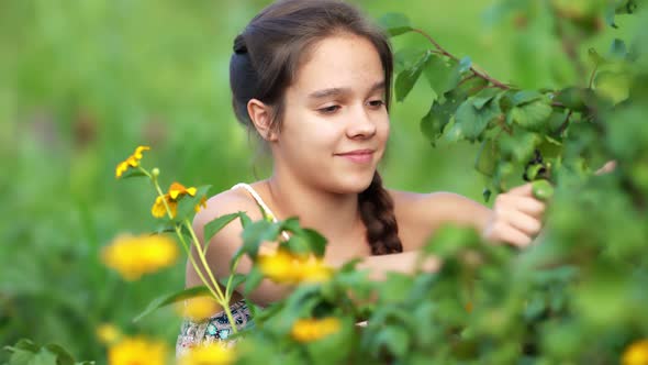 Young Attractive Girl Collecting Harvest in Garden.