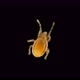 mite Oribatida under microscope - VideoHive Item for Sale