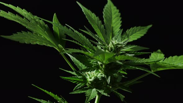 Sativa Marijuana Plant Close-up Rotating on Black Background. Rasterized Herbal Cannabis Leaf Close