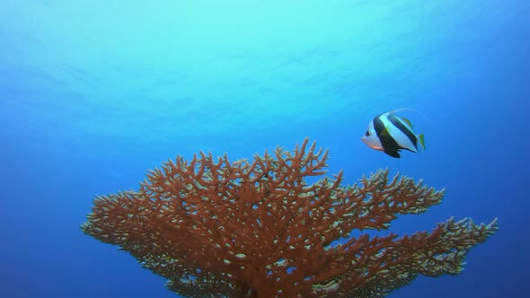 Tropical Fish Coral Reef