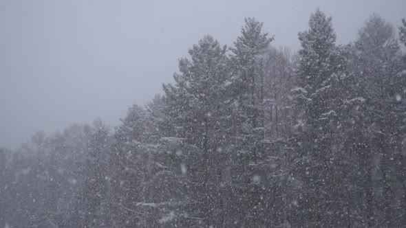 Winter Snow Scene With Forest Background