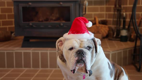 Bulldog Ready For Christmas