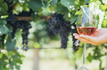  Wine tasting in outdoor winery.  - PhotoDune Item for Sale