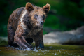 Wild Brown Bear (Ursus Arctos) in the forest river. Animal in natural habitat - PhotoDune Item for Sale