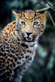Close young leopard portrait in jungle - PhotoDune Item for Sale