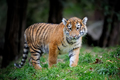 Close up siberian tiger cub in grass - PhotoDune Item for Sale