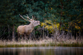 Adult red deer walks along the bank of a forest river in a natural environment - PhotoDune Item for Sale