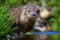 Lutra in nature habitat. Portrait of water predator. Animal from the river - PhotoDune Item for Sale