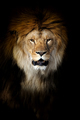 Close up big male lion portrait - PhotoDune Item for Sale