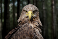 Close White-tailed eagle portrait in dark forest - PhotoDune Item for Sale