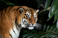 Close adult tiger portrait in jungle - PhotoDune Item for Sale