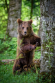Wild Brown Bear (Ursus Arctos) in the forest. Animal in natural habitat. Wildlife scene - PhotoDune Item for Sale