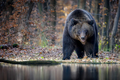 Wild Brown Bear (Ursus Arctos) in the forest on the bank of a river. Animal in natural habitat - PhotoDune Item for Sale