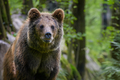 Wild Brown Bear (Ursus Arctos) in the forest. Animal in natural habitat. Wildlife scene - PhotoDune Item for Sale