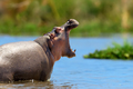 Hippo family (Hippopotamus amphibius) in the water, Africa - PhotoDune Item for Sale