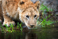 Close Lion cub drink water in savannah of National park of Kenya, Africa - PhotoDune Item for Sale