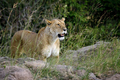 Beautiful Lion in the grass of National park of Kenya, Africa - PhotoDune Item for Sale