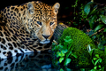 Close young leopard portrait in jungle with water - PhotoDune Item for Sale