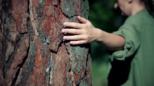 Woman Hand On Tree Bark. Autumn Fall Nature Pine Forest. Girl Gently Touch Tree Bark.