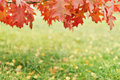 Red oak leaves over grass. Autumn background. - PhotoDune Item for Sale