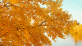 Autumn time. Poplar branch with bright golden leaves on background of lake. - PhotoDune Item for Sale