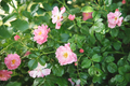 Rose bush in the garden. Blooming small pink roses. - PhotoDune Item for Sale