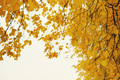 Yellow linden branches against the sky. Autumn golden foliage. Autumn time, cloudy weather. - PhotoDune Item for Sale