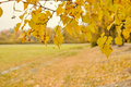 Autumn yellow linden leaves in the foreground. Defocused background. Autumn cloudy weather. - PhotoDune Item for Sale