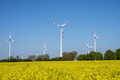 Wind turbines and a field of flowering rapeseed - PhotoDune Item for Sale