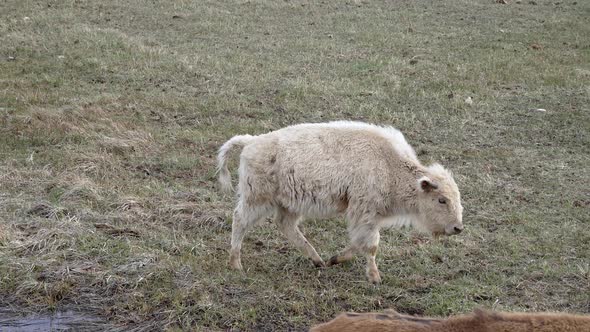 Albino Buffalo Bison walking through pasture in Wyoming