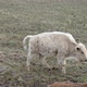 Albino Buffalo Bison walking through pasture in Wyoming - VideoHive Item for Sale