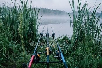 Three carp fishing rods in rod pod on a background of lake and nature. Fishing background. Carp fish