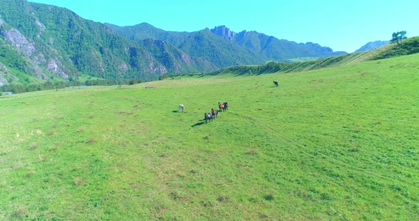 Flight Over Wild Horses Herd on Meadow. Spring Mountains Wild Nature. Freedom Ecology Concept