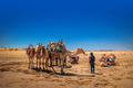 Dromedaries at rest in the desert. - PhotoDune Item for Sale