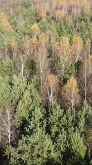 Vertical Video of a Forest with Trees During the Day