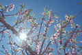 Blooming cherry tree in garden at bright sunlight - PhotoDune Item for Sale
