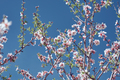 Blooming almond tree in park - PhotoDune Item for Sale