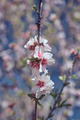 Blooming cherry tree branch in garden - PhotoDune Item for Sale