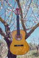 Guitar on tree in nature - PhotoDune Item for Sale