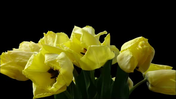 Shooting Tulips in background black