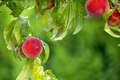 Ripe peaches - PhotoDune Item for Sale