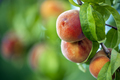 Ripe peaches - PhotoDune Item for Sale