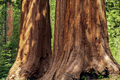 Giant Sequoias - PhotoDune Item for Sale