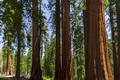 Giant Sequoias - PhotoDune Item for Sale