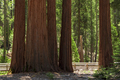 Giant Sequoias - PhotoDune Item for Sale