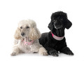 poodles in studio - PhotoDune Item for Sale