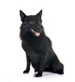 young Schipperke in studio - PhotoDune Item for Sale