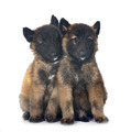 puppies tervueren in studio - PhotoDune Item for Sale