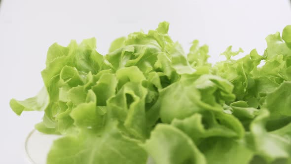 Green oak fresh lettuce planted in the Hydroponics style is beautifully placed and slowly rotating.